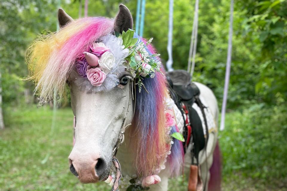 Мустанг Мустанг